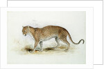 The Leopard by Edward Lear