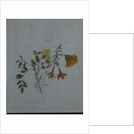 Broom and Marigolds by Caroline Louisa Meredith