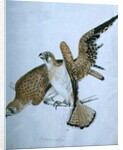 Birds of Prey, 19th century by Caroline Louisa Meredith