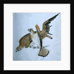 Birds of Prey, 19th century by Caroline Louisa Meredith