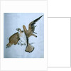 Birds of Prey, 19th century by Caroline Louisa Meredith