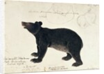Drawing of an Asiatic Black Bear, 'Ursus Tibetanus' by Anonymous