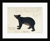 Drawing of an Asiatic Black Bear, 'Ursus Tibetanus' by Anonymous