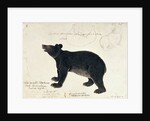 Drawing of an Asiatic Black Bear, 'Ursus Tibetanus' by Anonymous