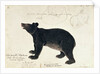 Drawing of an Asiatic Black Bear, 'Ursus Tibetanus' by Anonymous