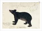 Drawing of an Asiatic Black Bear, 'Ursus Tibetanus' by Anonymous