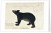 Drawing of an Asiatic Black Bear, 'Ursus Tibetanus' by Anonymous