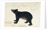 Drawing of an Asiatic Black Bear, 'Ursus Tibetanus' by Anonymous