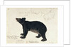 Drawing of an Asiatic Black Bear, 'Ursus Tibetanus' by Anonymous