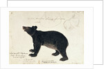 Drawing of an Asiatic Black Bear, 'Ursus Tibetanus' by Anonymous