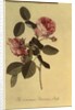 The Common Provence Rose by Georg Dionysius Ehret