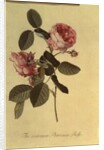 The Common Provence Rose by Georg Dionysius Ehret