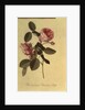 The Common Provence Rose by Georg Dionysius Ehret