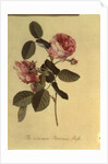 The Common Provence Rose by Georg Dionysius Ehret