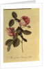 The Common Provence Rose by Georg Dionysius Ehret