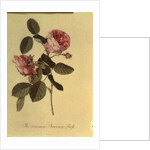 The Common Provence Rose by Georg Dionysius Ehret