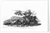 Man Seated by a Stunted Tree from 'History of British Birds and Quadrupeds' by Thomas Bewick