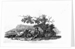Man Seated by a Stunted Tree from 'History of British Birds and Quadrupeds' by Thomas Bewick