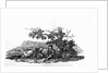 Man Seated by a Stunted Tree from 'History of British Birds and Quadrupeds' by Thomas Bewick