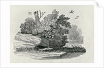 Fox escaping by Thomas Bewick