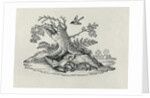 A Civet with a Cockerel from 'History of Quadrupeds', 1790 by Thomas Bewick