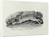 The Hare from 'History of British Birds and Quadrupeds' by Thomas Bewick