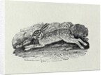The Hare from 'History of British Birds and Quadrupeds' by Thomas Bewick