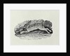 The Hare from 'History of British Birds and Quadrupeds' by Thomas Bewick