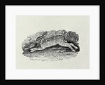 The Hare from 'History of British Birds and Quadrupeds' by Thomas Bewick