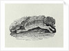 The Hare from 'History of British Birds and Quadrupeds' by Thomas Bewick