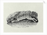 The Hare from 'History of British Birds and Quadrupeds' by Thomas Bewick