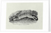 The Hare from 'History of British Birds and Quadrupeds' by Thomas Bewick