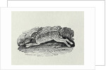 The Hare from 'History of British Birds and Quadrupeds' by Thomas Bewick
