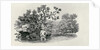 Playing a Salmon from 'History of British Birds and Quadrupeds' by Thomas Bewick