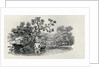 Playing a Salmon from 'History of British Birds and Quadrupeds' by Thomas Bewick
