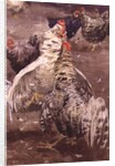 Roosters, 1910 by Ernest Procter