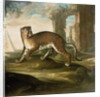 A Jaguar by Andrea the Elder Scacciati