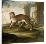 A Jaguar by Andrea the Elder Scacciati