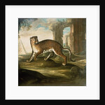 A Jaguar by Andrea the Elder Scacciati