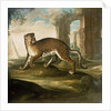 A Jaguar by Andrea the Elder Scacciati