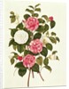 Camellia from 'A Monograph on the Genus of the Camellia' by English School