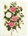 Camellia from 'A Monograph on the Genus of the Camellia' by English School