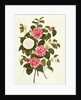 Camellia from 'A Monograph on the Genus of the Camellia' by English School
