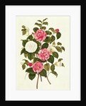 Camellia from 'A Monograph on the Genus of the Camellia' by English School