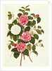 Camellia from 'A Monograph on the Genus of the Camellia' by English School