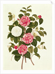 Camellia from 'A Monograph on the Genus of the Camellia' by English School