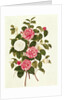 Camellia from 'A Monograph on the Genus of the Camellia' by English School