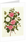 Camellia from 'A Monograph on the Genus of the Camellia' by English School