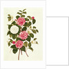 Camellia from 'A Monograph on the Genus of the Camellia' by English School