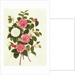 Camellia from 'A Monograph on the Genus of the Camellia' by English School